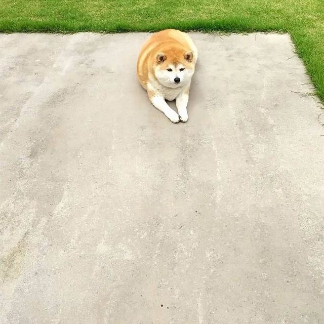 神戸新聞next 連載 特集 話題 立派なドッグランを作ってあげたのに 全然走ってくれない マイペースな柴犬さんに癒やされる