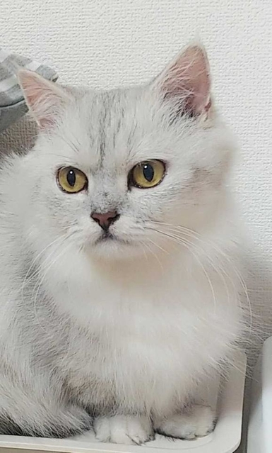 神戸新聞next 連載 特集 話題 わたしは一時的な乳母 やきもちを焼き始めた猫はお世話できない 預かりボランティアの苦悩