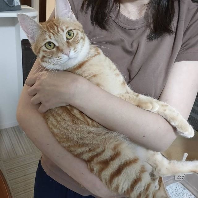 トラ猫ゴロー のら猫拳」久方 広之さんとGYPSY CATの黄金比猫Tシャツをリリース