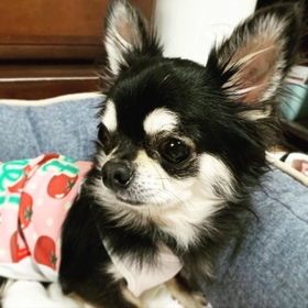 神戸新聞next 連載 特集 話題 生理がこないから使えない と繁殖業者が手放したチワワ 生まれて初めての散歩は まるで子犬のようだった