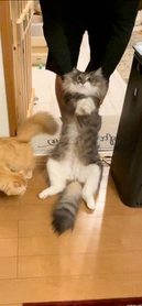 強制連行 引きずられながら運ばれる巨大猫の様子に爆笑 モップと化してます笑 顔が無表情w 神戸新聞next 連載 特集 話題