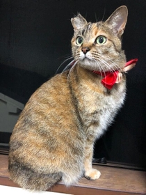 真っ赤なリボンがよく似合っているべこちゃん