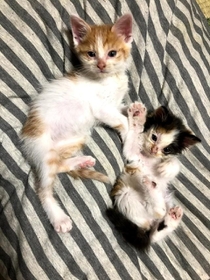 K家に迎えられた当日の、ポチちゃん（左）とタマちゃん（右）。お腹ポンポコリンです
