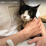 人気のTwitterユーザー・むーパパさんは5月下旬、一緒に暮らす元保護猫むーくん（約1歳2カ月、雄）が致死率の高いFIPを発症したとSNS上で公表した/仲良し保護猫さん提供・動画よりキャプチャ撮影）
