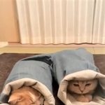 ズボンの裾にスッポリと入る猫ちゃん2匹。最後思わぬ展開となり、Twitterで注目を集めた/「みかんとじろうさんち」（@jirosan77）さん提供・動画よりキャプチャ撮影