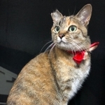 真っ赤なリボンがよく似合っているべこちゃん