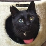 オッドアイが印象的な太陽くん