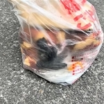 長崎市江川町のごみステーションで、生後間もない赤ちゃん猫4匹がごみ袋に入れられて発見された/浦川さん提供・動画よりキャプチャ撮影