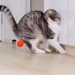ボール遊びをしていた猫ちゃんがはしゃぎ過ぎて壁に激突した瞬間の写真が面白過ぎるとTwitterで話題に（提供写真）