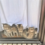 猫ちゃんが両前足を挙げて網戸にもたれかかる姿がまるで“トド”のようだと、飼い主の「はると」（@tomeji1106）さんがTwitterに写真を投稿。大きな話題を呼んだ（提供写真）