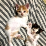 K家に迎えられた当日の、ポチちゃん（左）とタマちゃん（右）。お腹ポンポコリンです