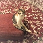 サウジアラビアで猫の保護活動に取り組むピアース真実さん。27日東京都内で開かれる猫の譲渡会に参加する。写真は、参加予定の保護猫みうちゃん（提供写真）
