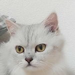 Kさん初めての預かり猫のヴィオラちゃん。今では男性飼い主にとても大切にされています