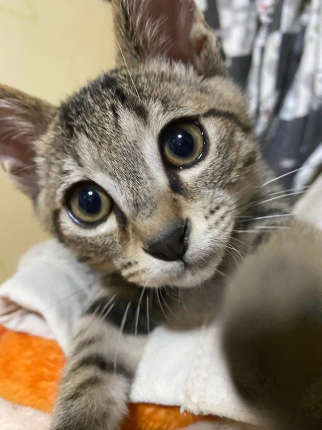 神戸新聞next 連載 特集 話題 死ぬのを待たれながら 漬物樽 に入れられていた子猫 新しい家族に 夢 を見せてくれる存在に