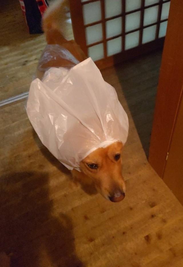 神戸新聞next 連載 特集 話題 嘘やろ それで散歩行ったん お母さんがワンコのために作った 雨ガッパ が斜め上過ぎる