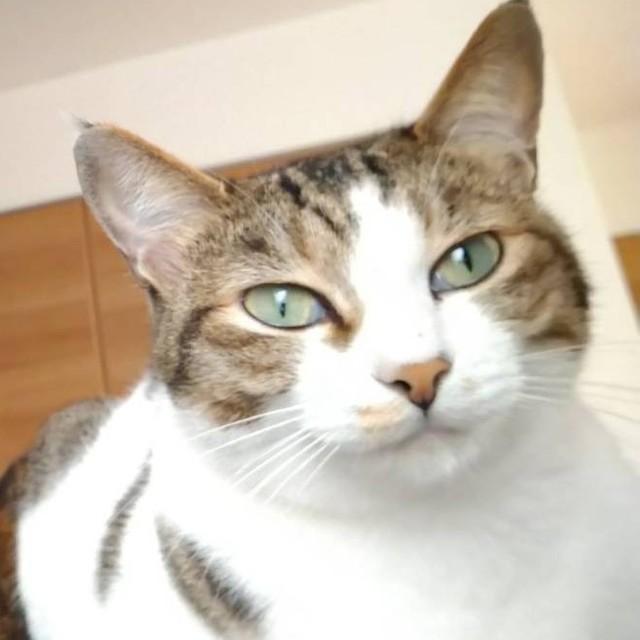 神戸新聞next 連載 特集 話題 死んだはずの猫が戻ってきた 譲り受けた家にお礼を伝えようと車で向かうと 今度は狸に化かされたかのよう