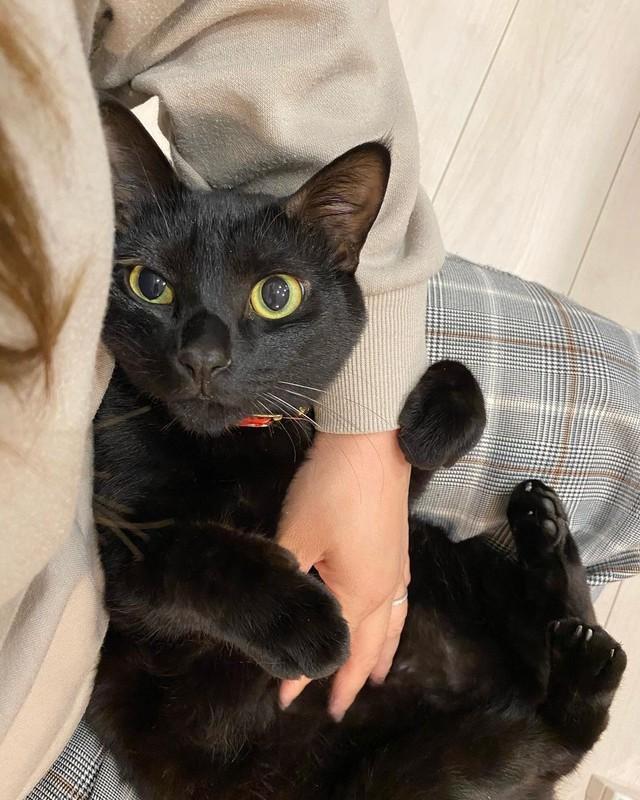 神戸新聞next 連載 特集 話題 子猫を飼わないか と送られてきた運命の黒猫の写真 先住猫が寂しいだろうと2匹目を検討中