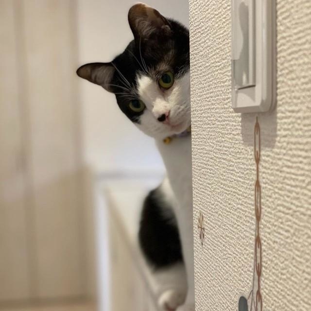 神戸新聞NEXT｜連載・特集｜話題｜見知らぬ人からもらった子猫を、同棲 