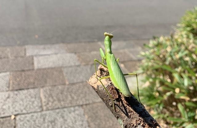 ハラビロカマキリ（神戸大学大学院理学研究科佐藤拓哉准教授提供）