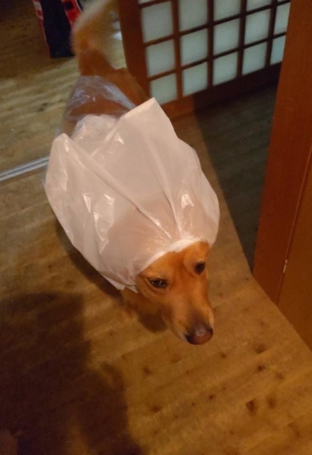 顔周りもピッタリ！って、ん？柴犬？（Ceuさんのツイートより）