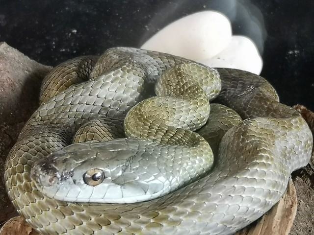 3匹の蛇 Three-headed Snake(s) | Pinocchio: The Series Wiki | Fandom