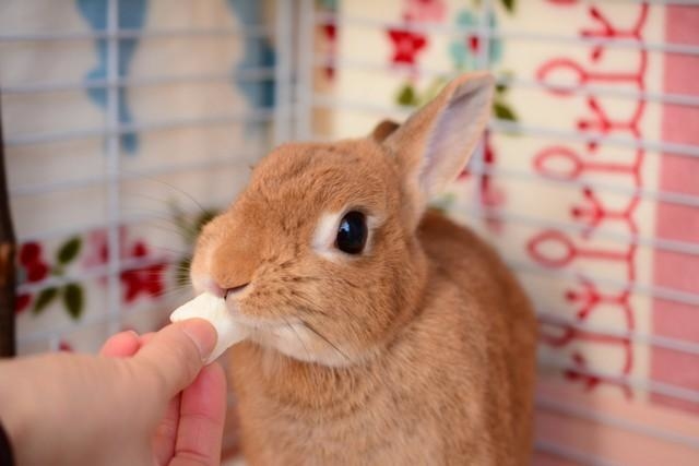 素晴らしいお母様の教育ですね」 うさぎを飼いたい子供に対し、母が