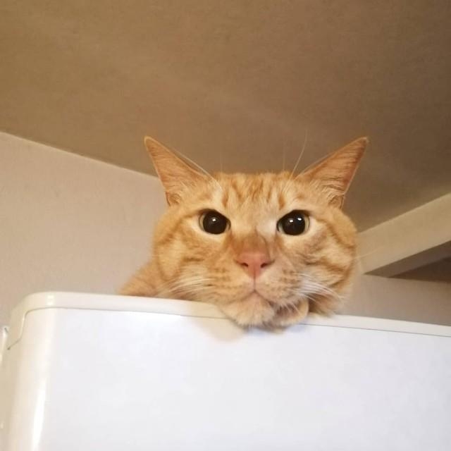 神戸新聞next 連載 特集 話題 ボンネットの中から ニャアニャア 奥の方に逃げ込んだ子猫 消防署員にレスキューされて大切な家族に