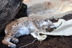 2021年のネコの日イベント。岩手大学からいただいたマタタビの葉に歓喜するオオヤマネコ（王子動物園提供）