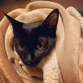 くるくるくるまっていると気持ちいいにゃ