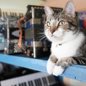 ゆず。聡明で人なつこい