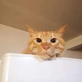 ボンネットの中から「ニャアニャア」!? 奥の方に逃げ込んだ子猫