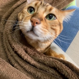 毛布の中でかくれんぼ