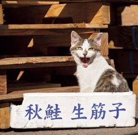 ネコ好き芸人かまいたち山内さんも悶絶 やけに煽り顔で人間を見下す イキってるネコ たち 神戸新聞next 連載 特集 話題