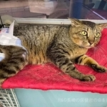 窓辺のベッドのルフィーくん。壁に立てかけてある網をつたって上がっていくんですよ