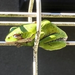 柵につかまりひなたぼっこするモリアオガエル