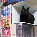 自宅で巨大猫がいる新宿のビルを再現したという動画がTwitter上で大きな反響を呼んだ/ふじわらさん提供・Twitter動画よりキャプチャ撮影