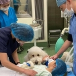 聖マリアンナ医科大学病院で「勤務犬」として入院患者を癒しているスタンダードプードルのモリス。患者さんに付き添って手術室まで同行（提供写真）