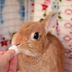 うさぎを飼いたいという子供に対して母が提示した条件とは？