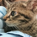保護された日の末っ子くん。不安そうな表情です
