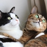 ずっと一緒だにゃ