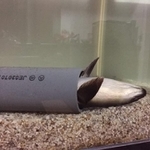 胸びれを立てたようなしぐさにきゅんとします（イワニッコさん提供）