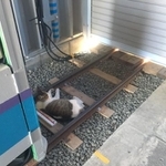 線路内に猫ちゃんが立ち入ったため、列車の運行を見合わせたという「空知鉃道」のツイートが話題に（提供写真）