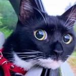 まんまるお目目でお外の風景を興味深そうに眺め、ドライブを楽しむ黒猫ちゃんの姿がTwitter上で話題に（提供写真）