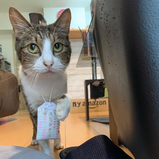 神戸新聞next 連載 特集 話題 ブサ猫だけど こんな可愛い猫はいない 死産を経験した野良猫 ほうっておけず我が子に