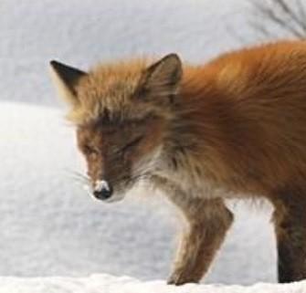 神戸新聞next 連載 特集 話題 どうかお願いです 世界遺産の知床 ゴミのポイ捨て に悲痛な声 誤飲し病気に 死を待つしかないキツネも 神戸新聞next 連載 特集 話題 どうかお願いです 世界遺産の知床 ゴミのポイ捨て に悲痛な声 誤飲し病気に 死を待つしかないキツネも