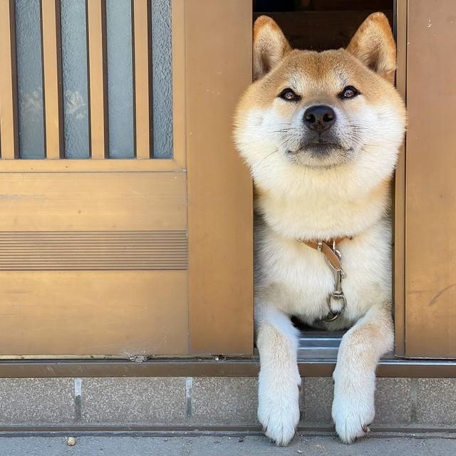 神戸新聞next 連載 特集 話題 嬉しすぎるお迎え 実は 夏スタイル だワン 玄関から半身を出して飼い主さんを待つ柴犬さんが話題