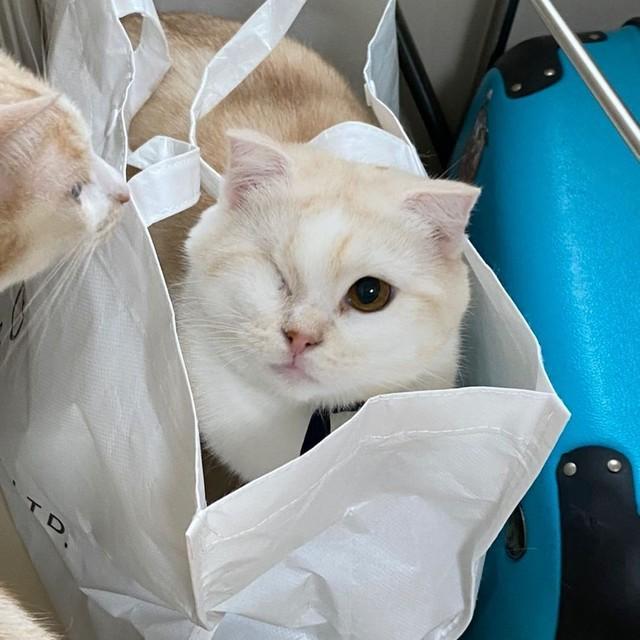 保健所から引き出された隻眼猫にひとめぼれ がに股で走り回る姿を見て癒される日々 神戸新聞next 連載 特集 話題