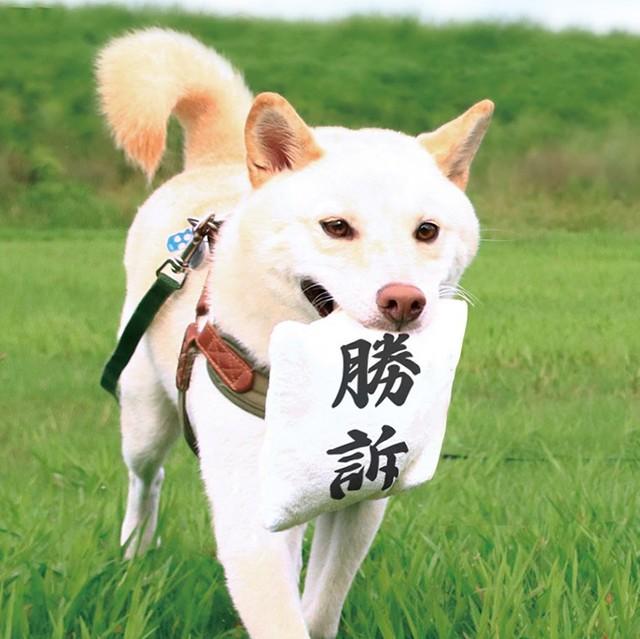 神戸新聞next 連載 特集 話題 勝訴ーッ 判決 をくわえて駆けてくる犬 裁判風おもちゃに大反響 謎の多幸感 かわいいは正義
