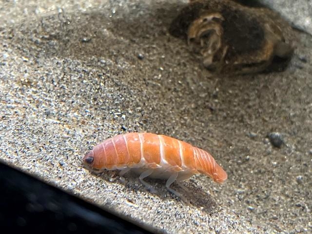 あれ？水槽にお寿司が…※アクアマリンふくしま提供