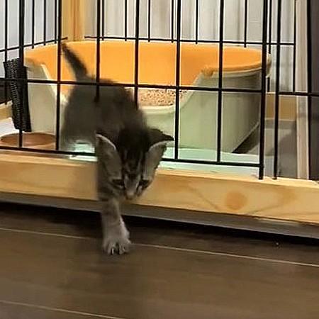 汗かいて組み立てたばかりなのに…」ケージからスルリと脱走する子猫 
